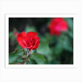 Red Rose In The Garden Art Print