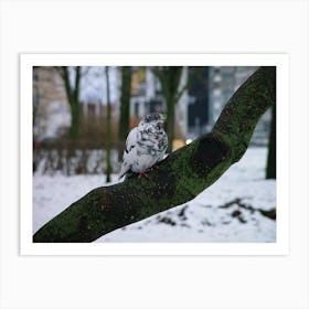 Pigeon In The Snow Art Print