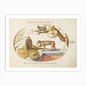 Quadervpedia Animals And Reptiles, Joris Hoefnagel (2) Art Print