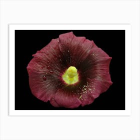 Hollyhock Art Print