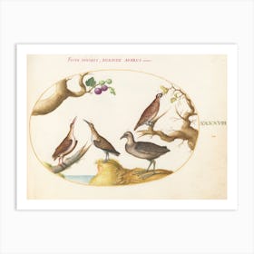 Flying And Amphibious Animals, Joris Hoefnagel (13) Art Print