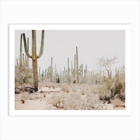 Sonoran Desert Scenery Art Print
