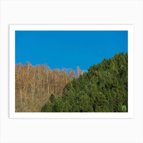 Birch Trees In The Forest 20230415173840pub Art Print