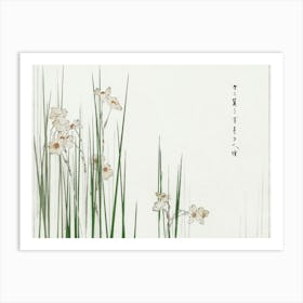 Jonquil Illustration From Bijutsu Sekai (1893 1896), Watanabe Seitei Art Print