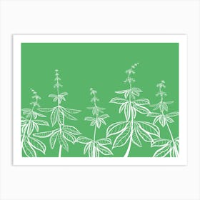 Drawing Of Basil Leaves And Flowers In White On Green Spices Art Print