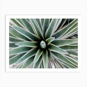 Agave Art Print