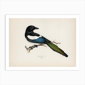 Eurasian Magpie (Pica Pica), The Von Wright Brothers Art Print