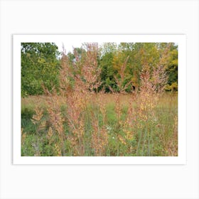 Tall Grasses 1 Art Print