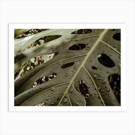 Raindrops On A Leaf Art Print