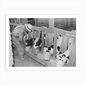 Calves At The Feed Trough On Farm Of Member Of The Dairymen S Cooperative Creamery, Caldwell, Canyon County Art Print