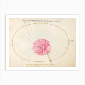 Pink Rose, (c. 1575-1580), Joris Hoefnagel Art Print