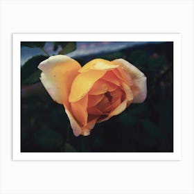 Yellow Rose Art Print