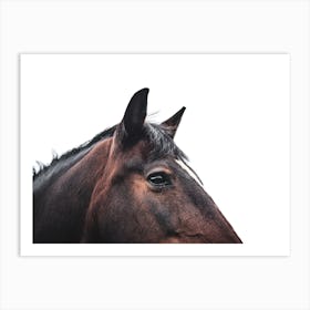 Portrait Of A Horse Art Print