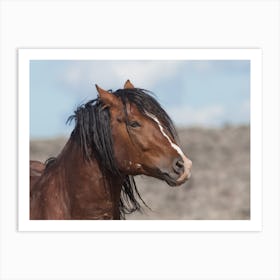 Stallion Horse Art Print