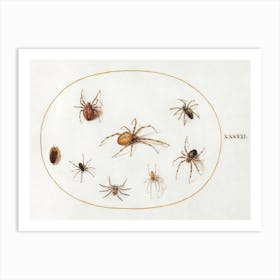 Seven Spiders And An Insect (1575–1580), Joris Hoefnagel Art Print