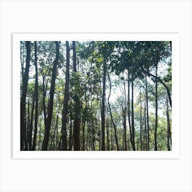 A Beautiful Forest 12 By Binod Dawadi Art Print