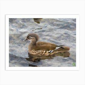 Wood Duck 20230108948pub Art Print