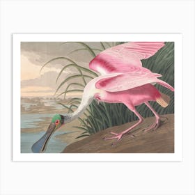 Vintage Pink Spoonbill Art Print