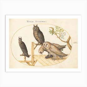 Flying And Amphibious Animals, Joris Hoefnagel (2) Art Print