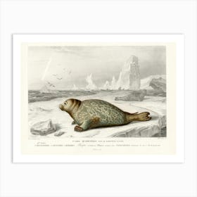 Phoca, Charles Dessalines D'Orbigny Art Print