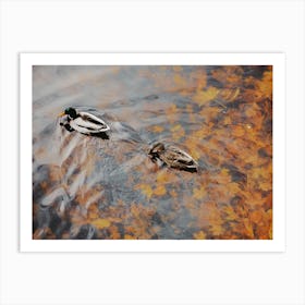 Ducks On Autumn Lake Art Print