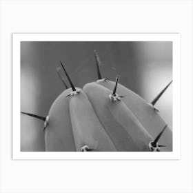 Black & White Close Up Cactus Art Print