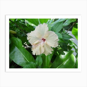 Hibiscus Flower  Tropical Garden Art Print