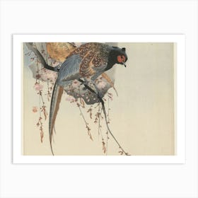 Pheasants In Blossom Art Print