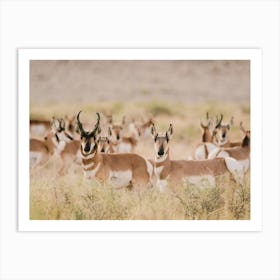 Western Antelope Herd Art Print