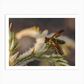 Bee at sunset 1 Art Print