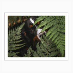 Bernese Mountain Dog in between the Fern plant - Brugge Belgium photo print - moody animal photography art Art Print