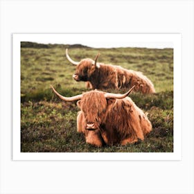 Highland Cows Art Print