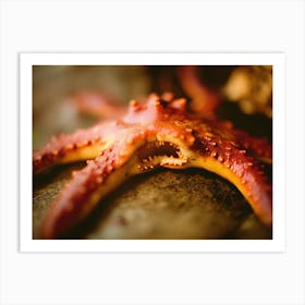 Scary Starfish Art Print