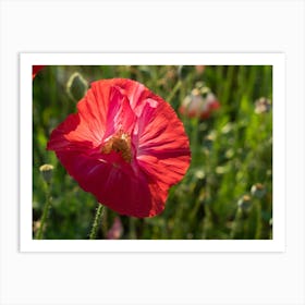 Red poppy blossom Art Print