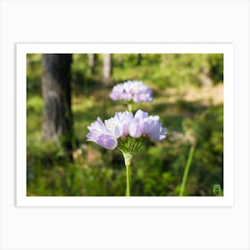 Purple Flowers In The Forest 20210508 29pub Art Print