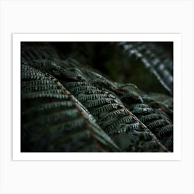 New Zealand Ferns In The Forest Art Print