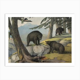 Vintage Kolb 11 Tafel 51 Grislybär Art Print