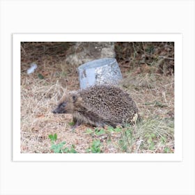 Hedgehog in Garden Britain UK Art Print