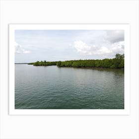 Mangrove Forest Art Print