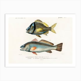 Porkfish And Shade Fish, Charles Dessalines D'Orbigny Art Print