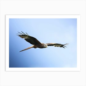 Red Kite Stare Art Print