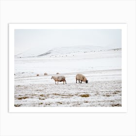 Snowy Sheep Landscape Art Print