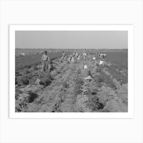 Mexican Carrot Workers Near Edinburg, Texas By Russell Lee Art Print