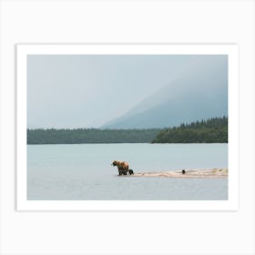 Canadian Grizzly Bear On Lake Art Print