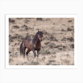 Bay Horse Art Print