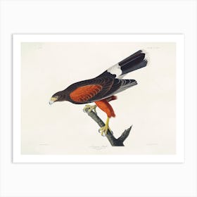 Louisiana Hawk, Birds Of America, John James Audubon Art Print