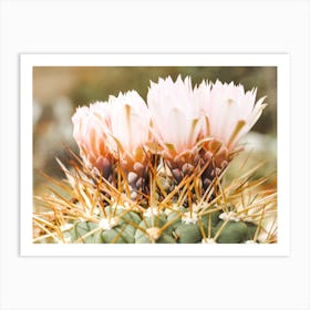 Pastel Cactus Flowers Art Print