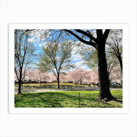 Driver’s View, Cherry Blossoms In Washington DC Art Print