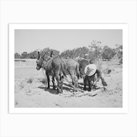Mr, Leatherman Hitching Up His Burros, Pie Town, New Mexico By Russell Lee Art Print