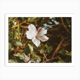 White Hibiscus Flower Art Print